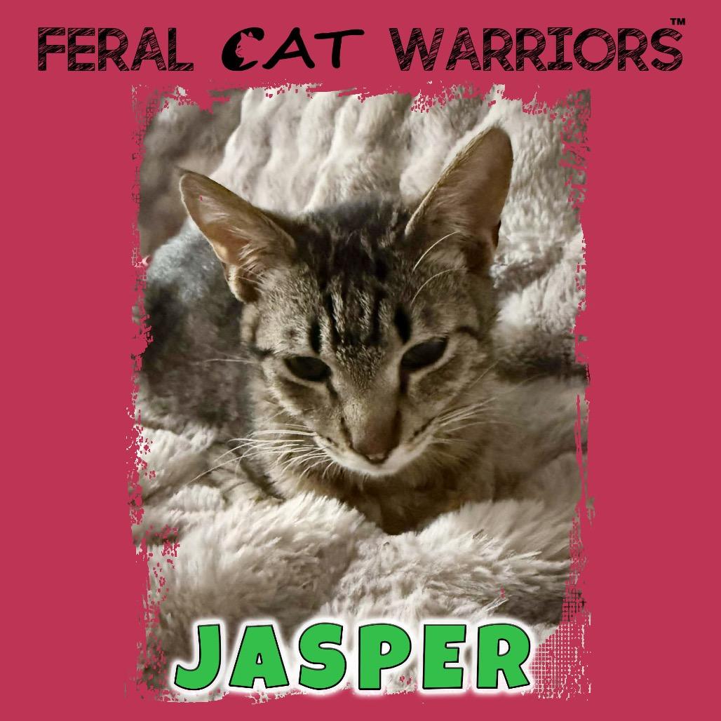 Jasper, Adoptable, Young Male Domestic Short Hair.