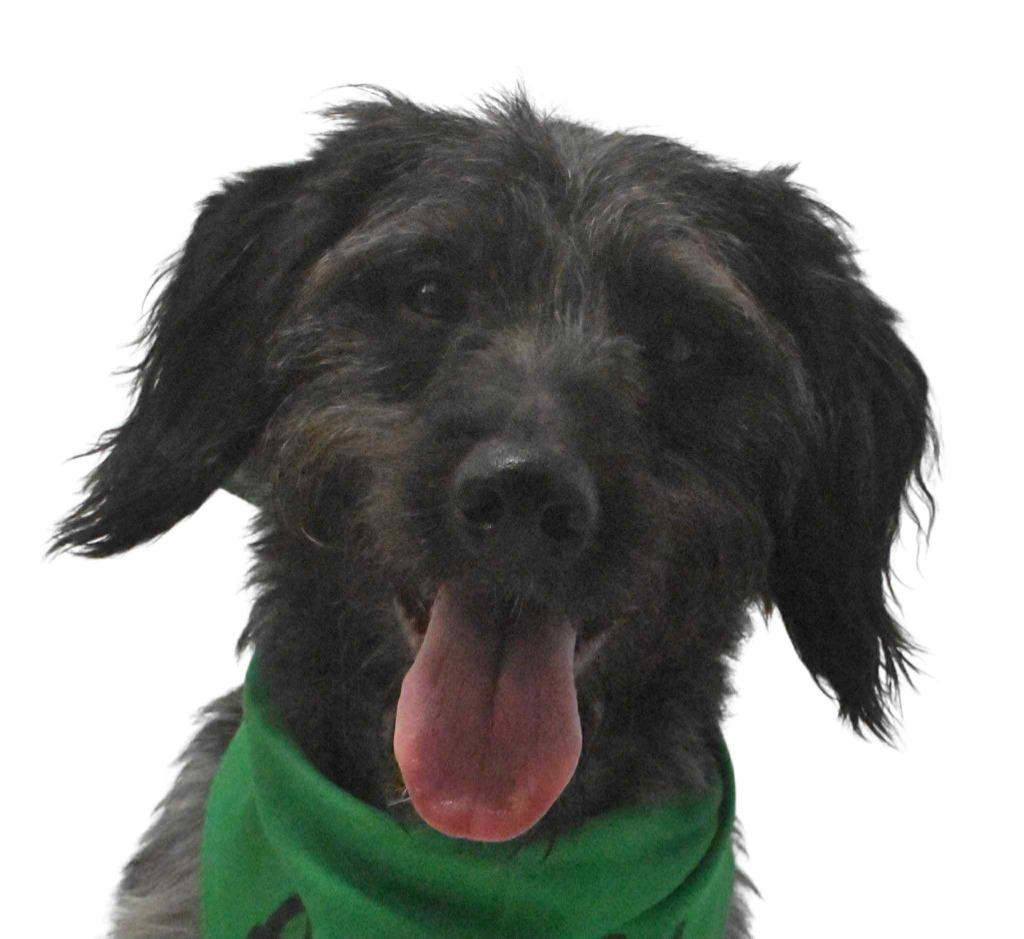 Lamb Chop, Adoptable, Adult Male Wirehaired Terrier.
