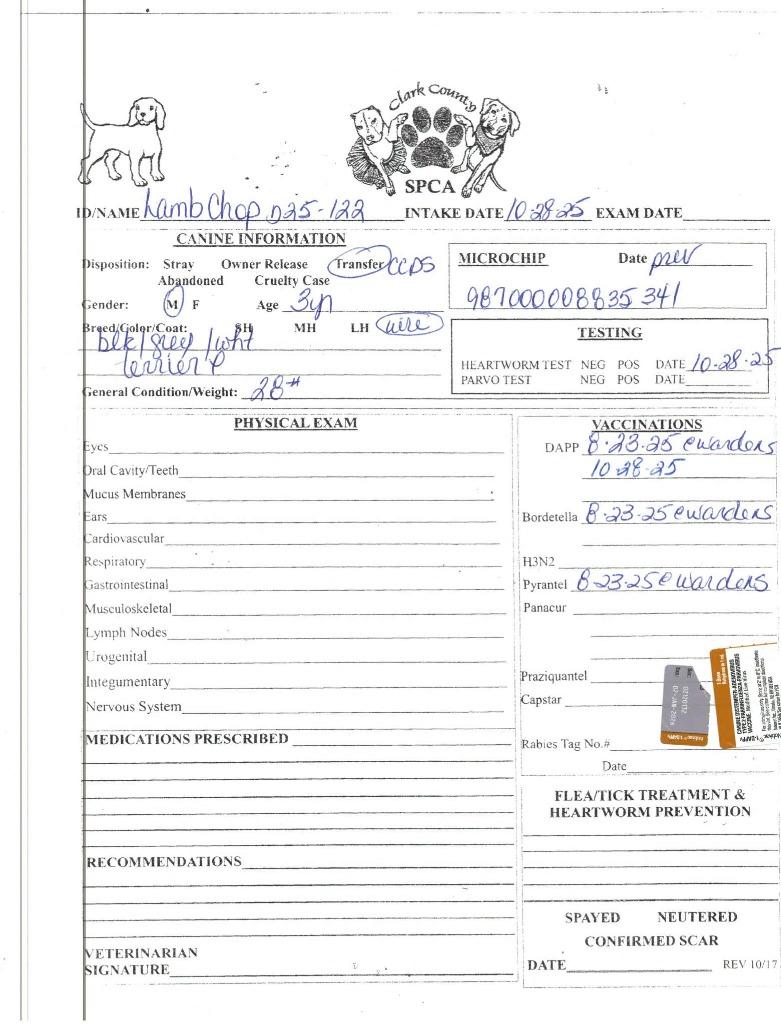 Enlarge Lamb Chop, a Adoptable Wirehaired Terrier in Springfield, OH image 2/6