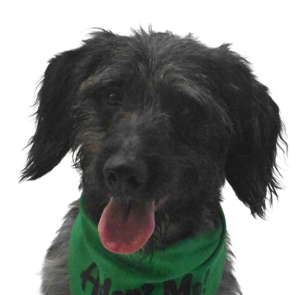 Enlarge Lamb Chop, a Adoptable Wirehaired Terrier in Springfield, OH image 3/6