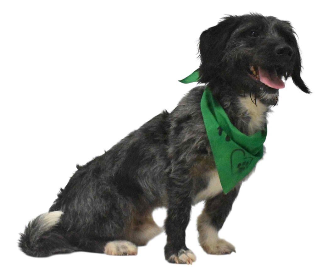 Enlarge Lamb Chop, a Adoptable Wirehaired Terrier in Springfield, OH image 4/6