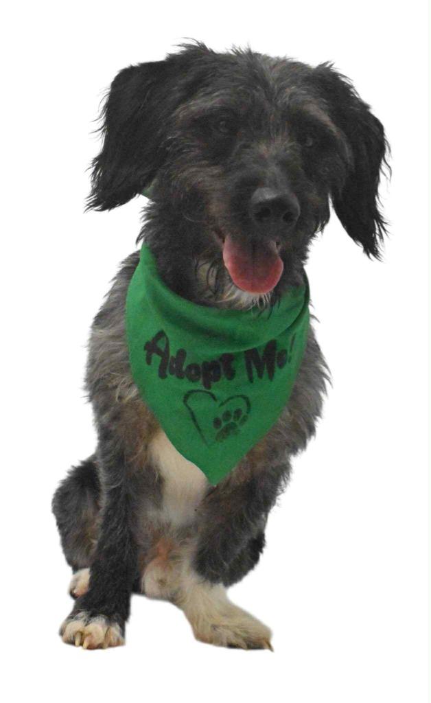 Enlarge Lamb Chop, a Adoptable Wirehaired Terrier in Springfield, OH image 5/6