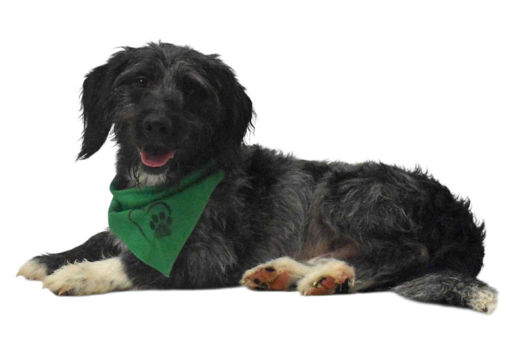 Enlarge Lamb Chop, a Adoptable Wirehaired Terrier in Springfield, OH image 6/6