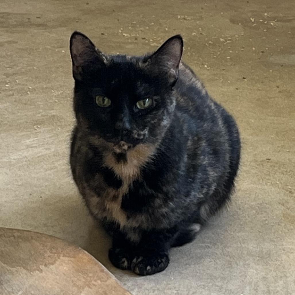 Frankie Stein, Adoptable, Young Female Domestic Short Hair.