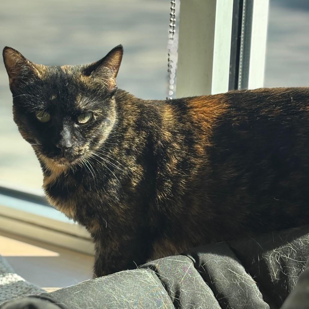 Enlarge Frankie Stein, a Adoptable Domestic Short Hair in Chicago, IL image 2/2