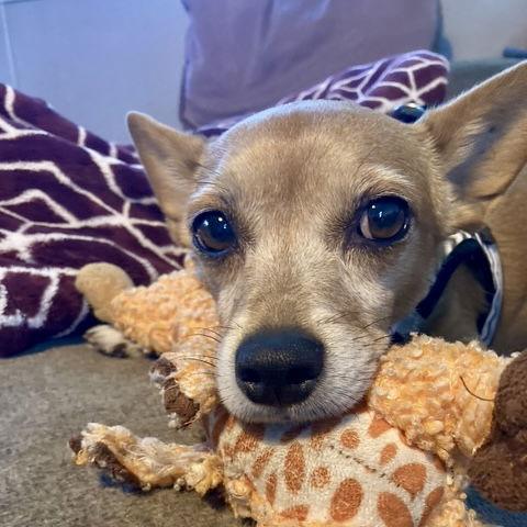 Caramel Latte — thumbnail 2