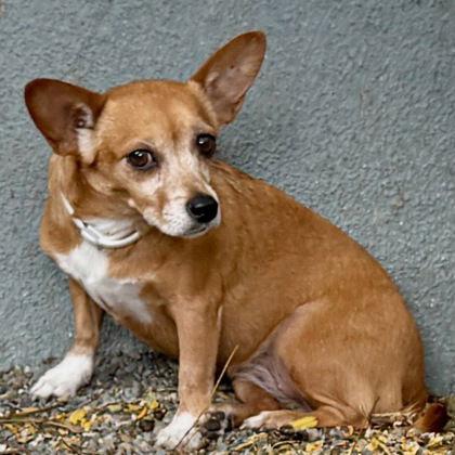 Caramel Latte — thumbnail 3