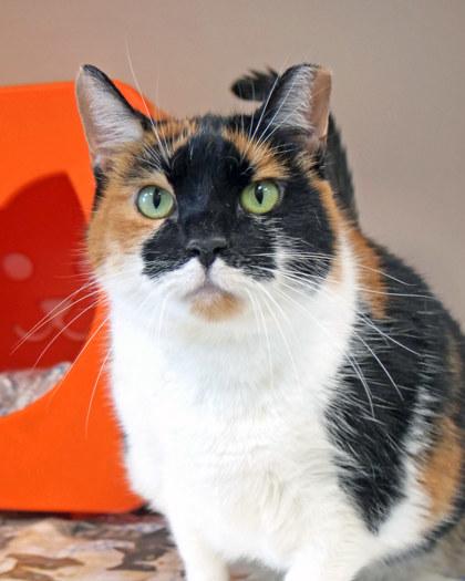 Callie (in foster), Adoptable, Senior Female Domestic Short Hair & Domestic Short Hair.
