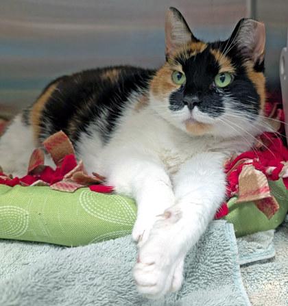 Callie (in foster), a Adoptable Domestic Short Hair in Fishers, IN image 2/3