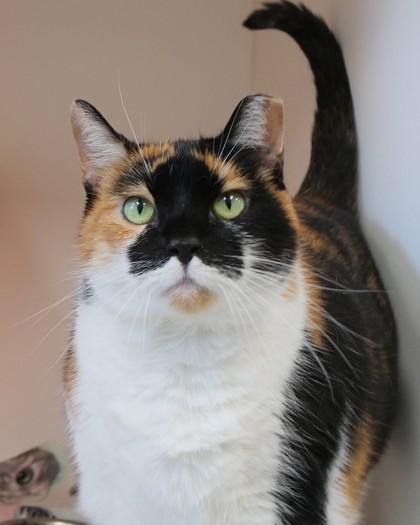 Callie (in foster), a Adoptable Domestic Short Hair in Fishers, IN image 3/3