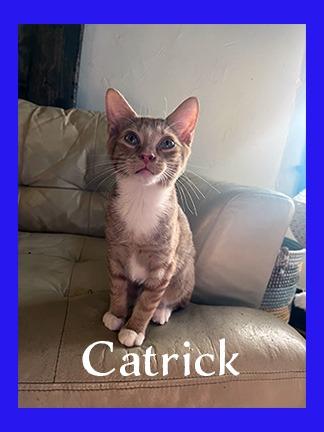Enlarge Catrick, a Adoptable mixed breed in Hoover , AL image 1/2
