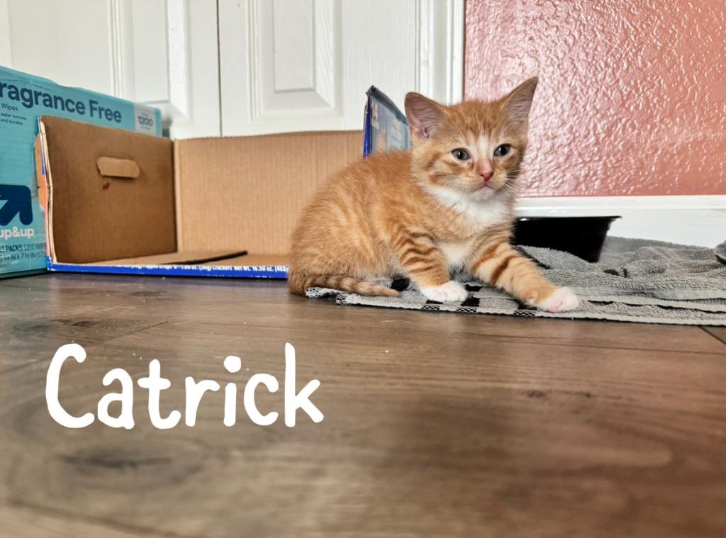 Enlarge Catrick, a Adoptable mixed breed in Hoover , AL image 2/2