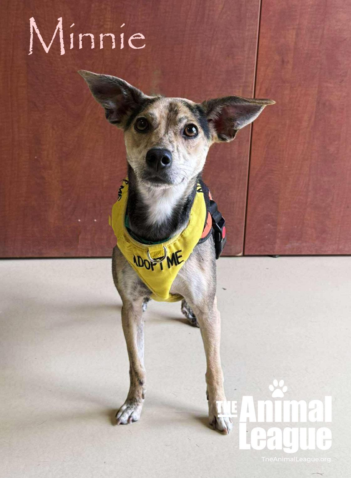 Enlarge Minnie, a Adoptable mixed breed in Groveland, FL image 2/5