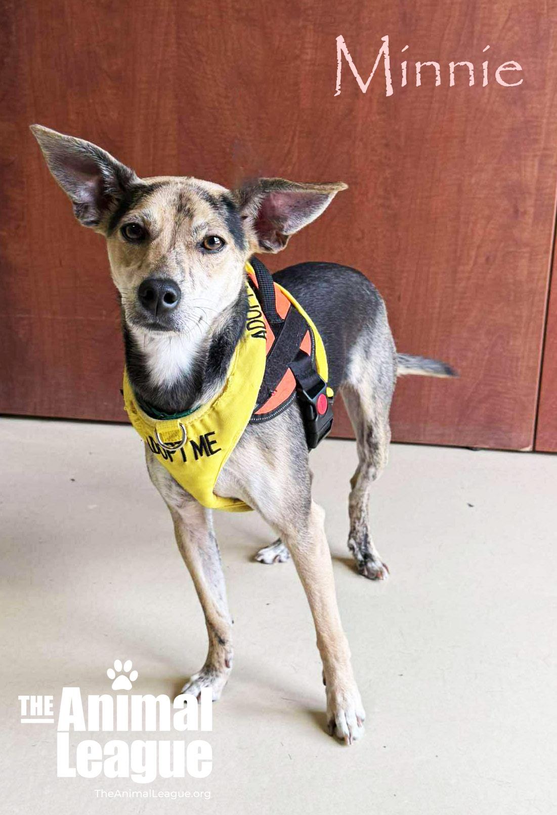 Enlarge Minnie, a Adoptable mixed breed in Groveland, FL image 3/5