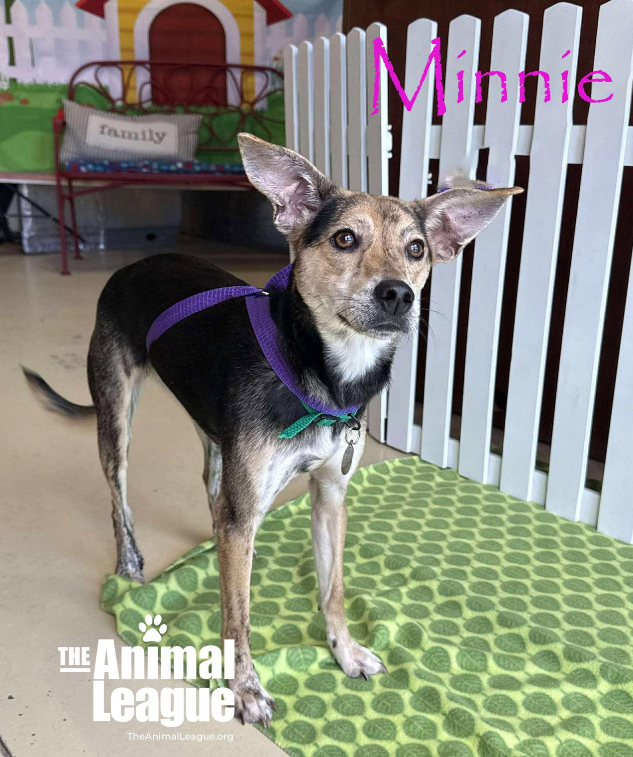Minnie, a Adoptable mixed breed in Clermont, FL image 2/2
