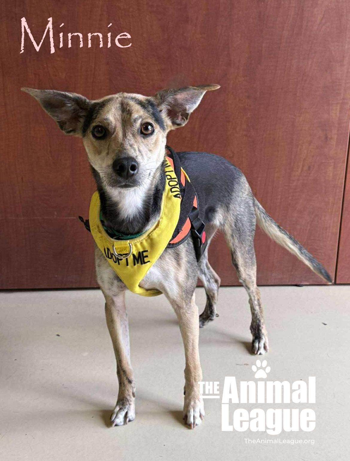 Enlarge Minnie, a Adoptable mixed breed in Groveland, FL image 1/5