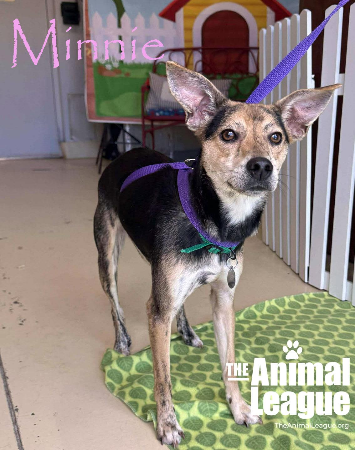 Minnie, Adoptable, Young Female Catahoula Leopard Dog & Chihuahua.