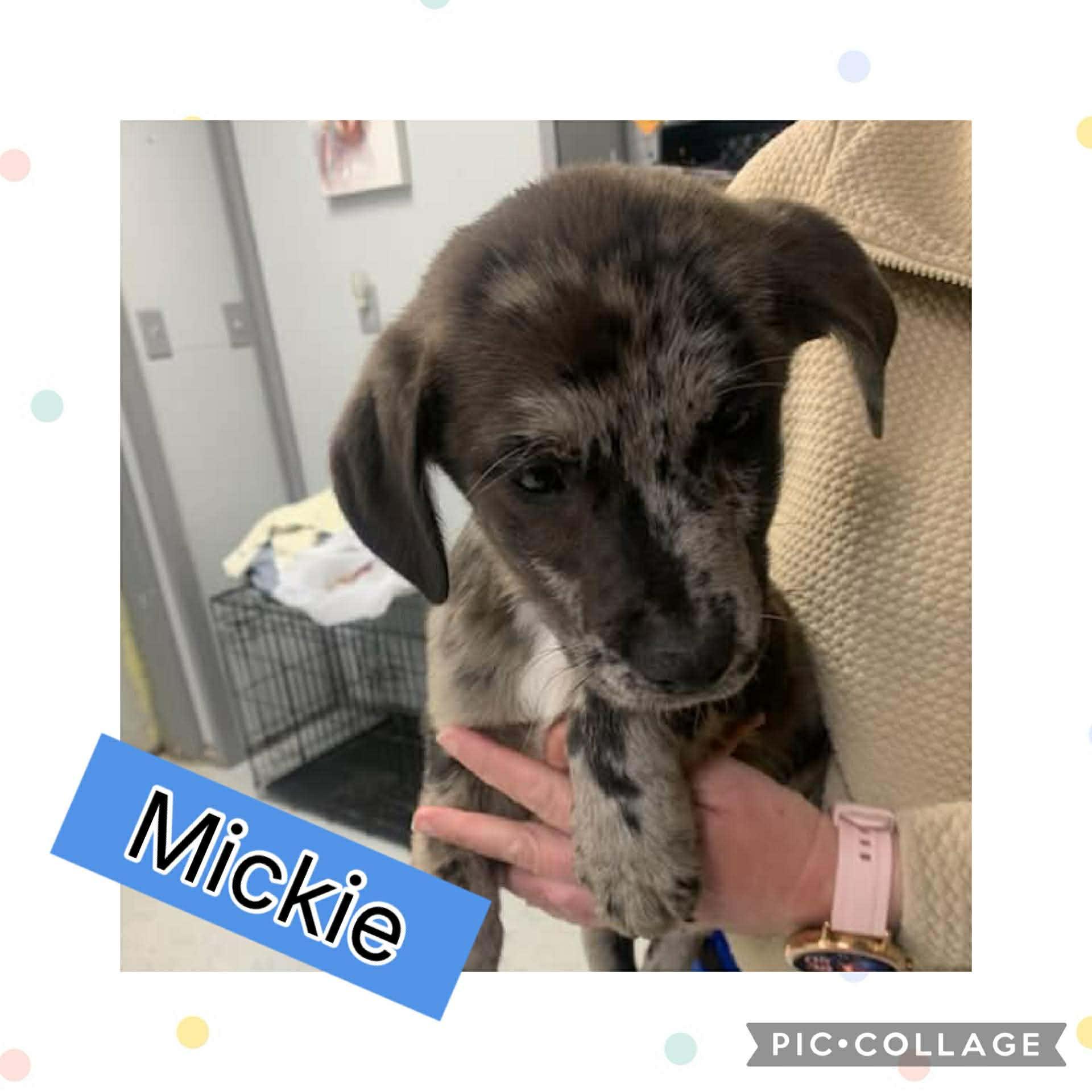 Enlarge Mickie, an adopted Catahoula Leopard Dog in Ringwood, NJ image 1/1