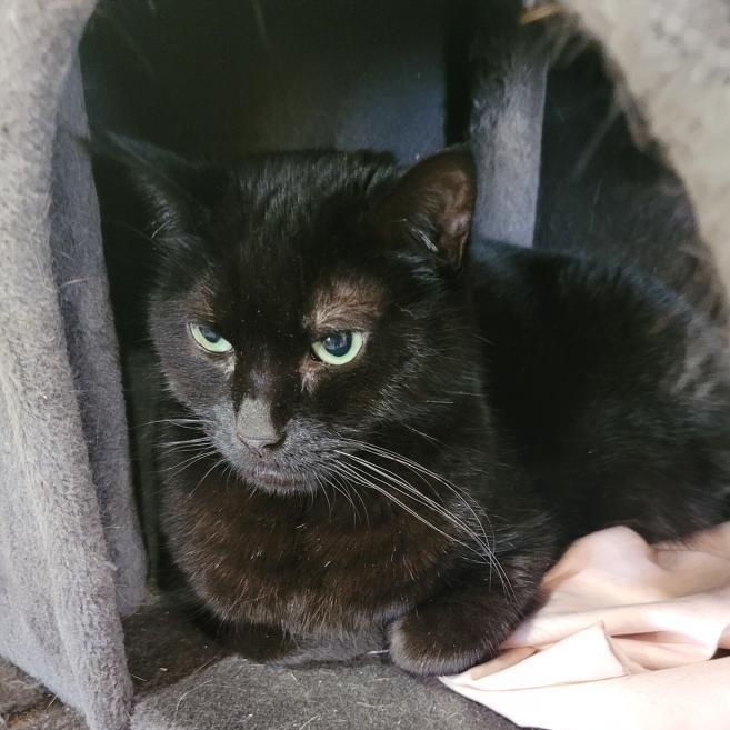 Enlarge Pearl, a Adoptable mixed breed in Harrisville, UT image 1/2