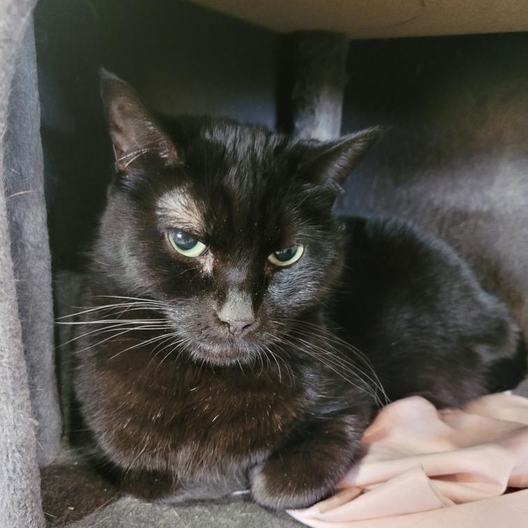 Enlarge Pearl, a Adoptable mixed breed in Harrisville, UT image 2/2