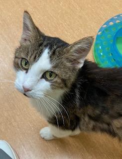 Enlarge Heath, a Adoptable mixed breed in Cincinnati, OH image 1/2
