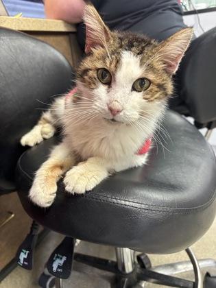 Enlarge Heath, a Adoptable mixed breed in Cincinnati, OH image 2/2