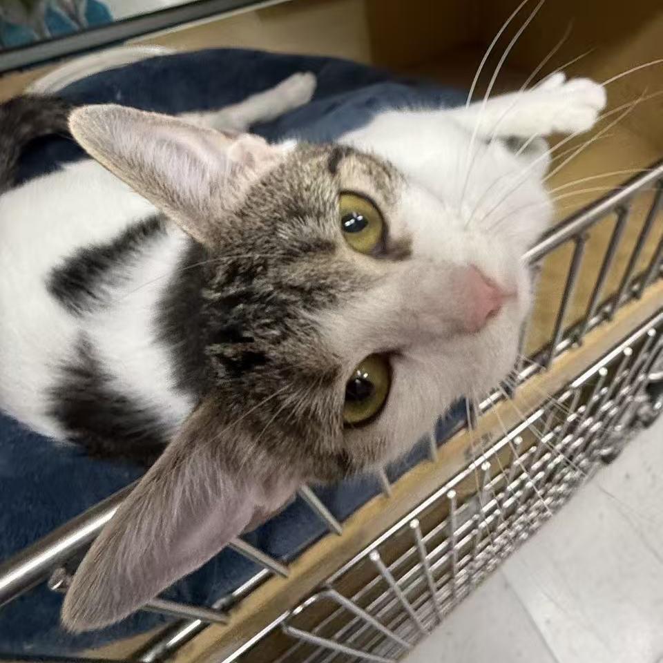 Mama Flora, Adoptable, Adult Female Domestic Short Hair.