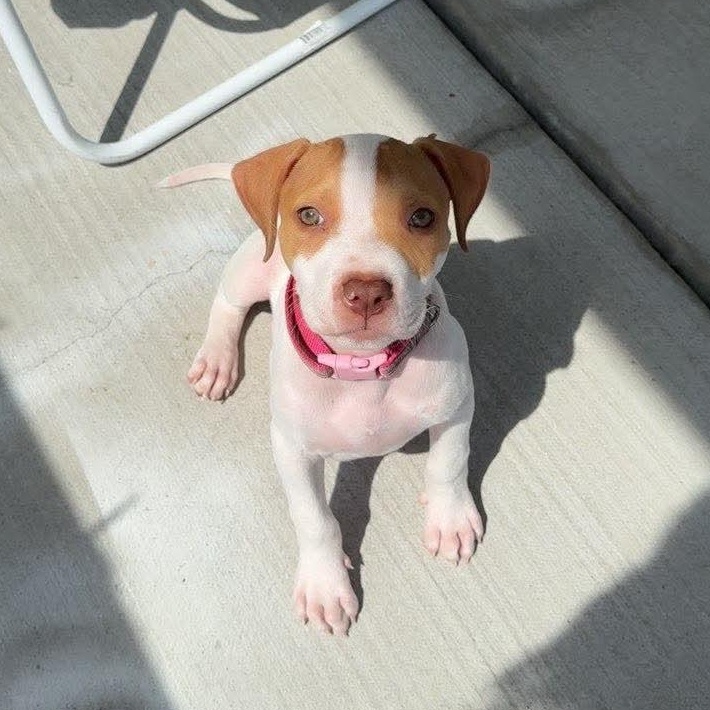 Enlarge Peanut, a ADOPTABLE mixed breed in Myrtle Beach, SC image 1/2