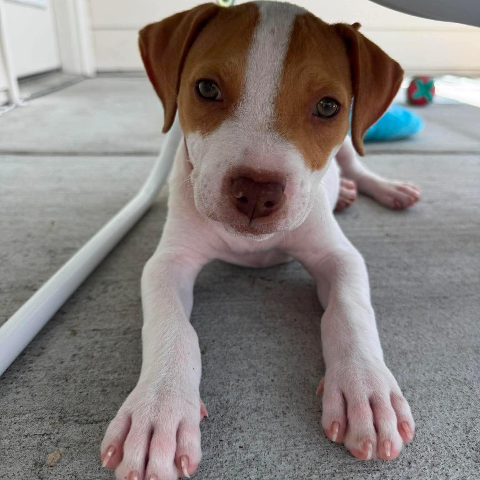 Enlarge Peanut, a ADOPTABLE mixed breed in Myrtle Beach, SC image 2/2