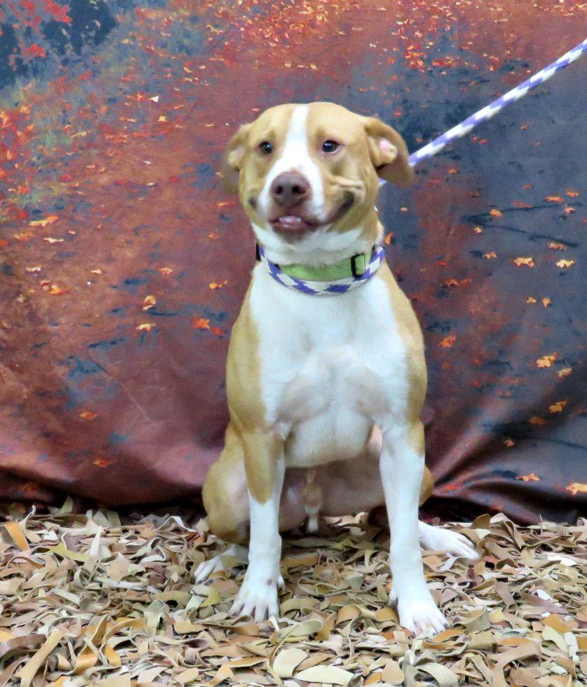 Enlarge Lucas, a Adoptable mixed breed in Lexington, VA image 3/4