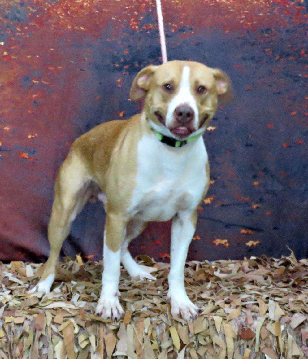 Lucas, adoptable, Adult Male Pit Bull Terrier.