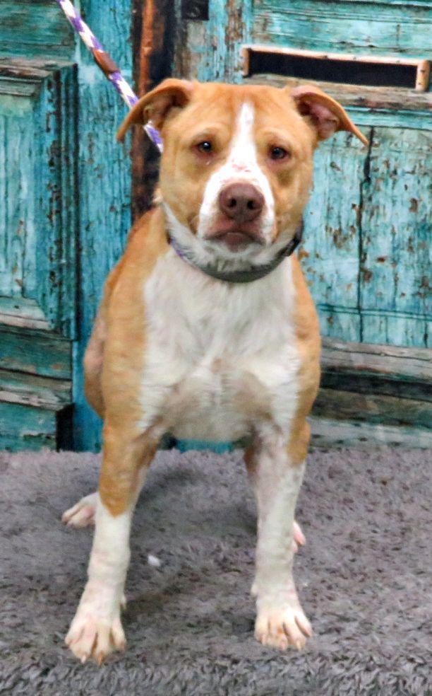 Enlarge Lucas, a ADOPTABLE mixed breed in Lexington, VA image 1/2