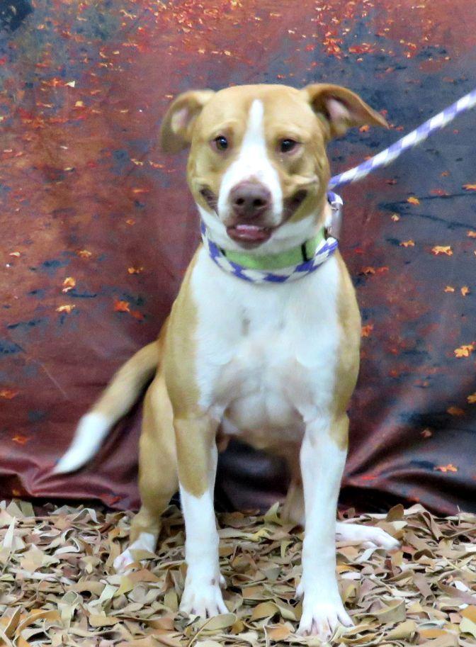 Lucas, Adoptable, Adult Male Pit Bull Terrier.