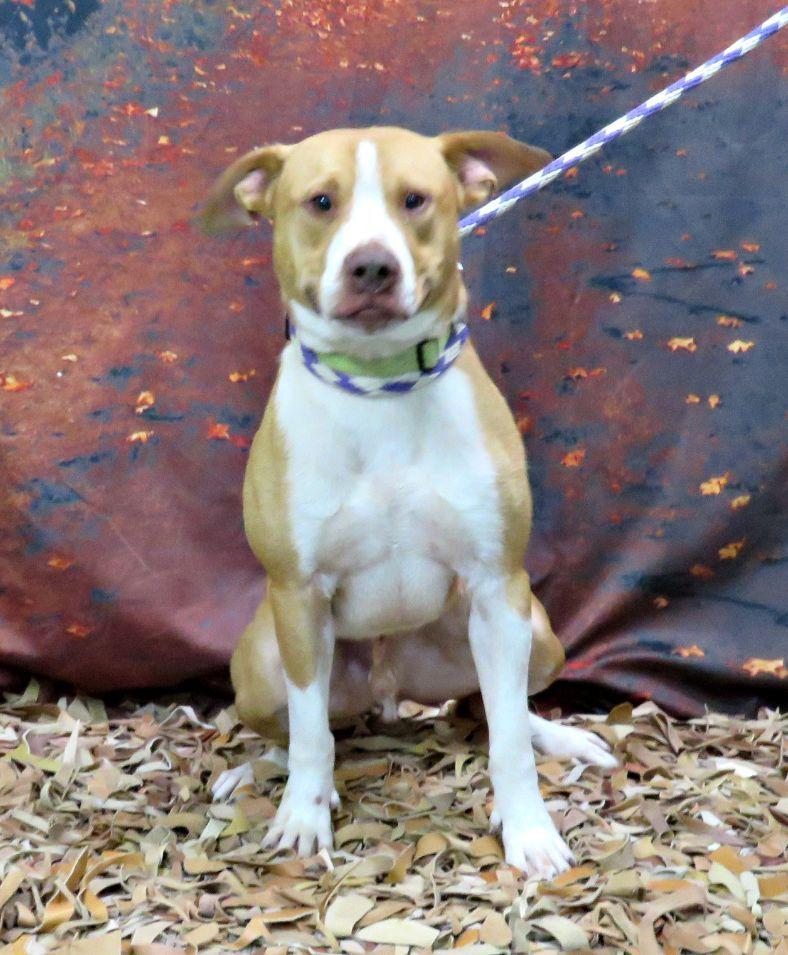 Enlarge Lucas, a Adoptable mixed breed in Lexington, VA image 4/4