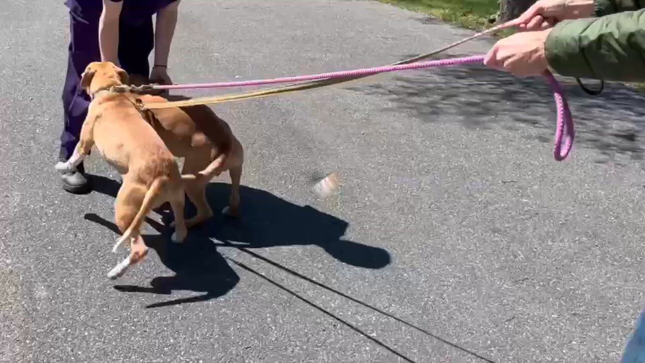 Enlarge Lucas, a ADOPTABLE mixed breed in Lexington, VA video 2/2