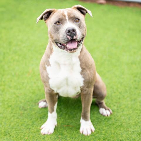JAKE, Adoptable, Young Male Pit Bull Terrier.