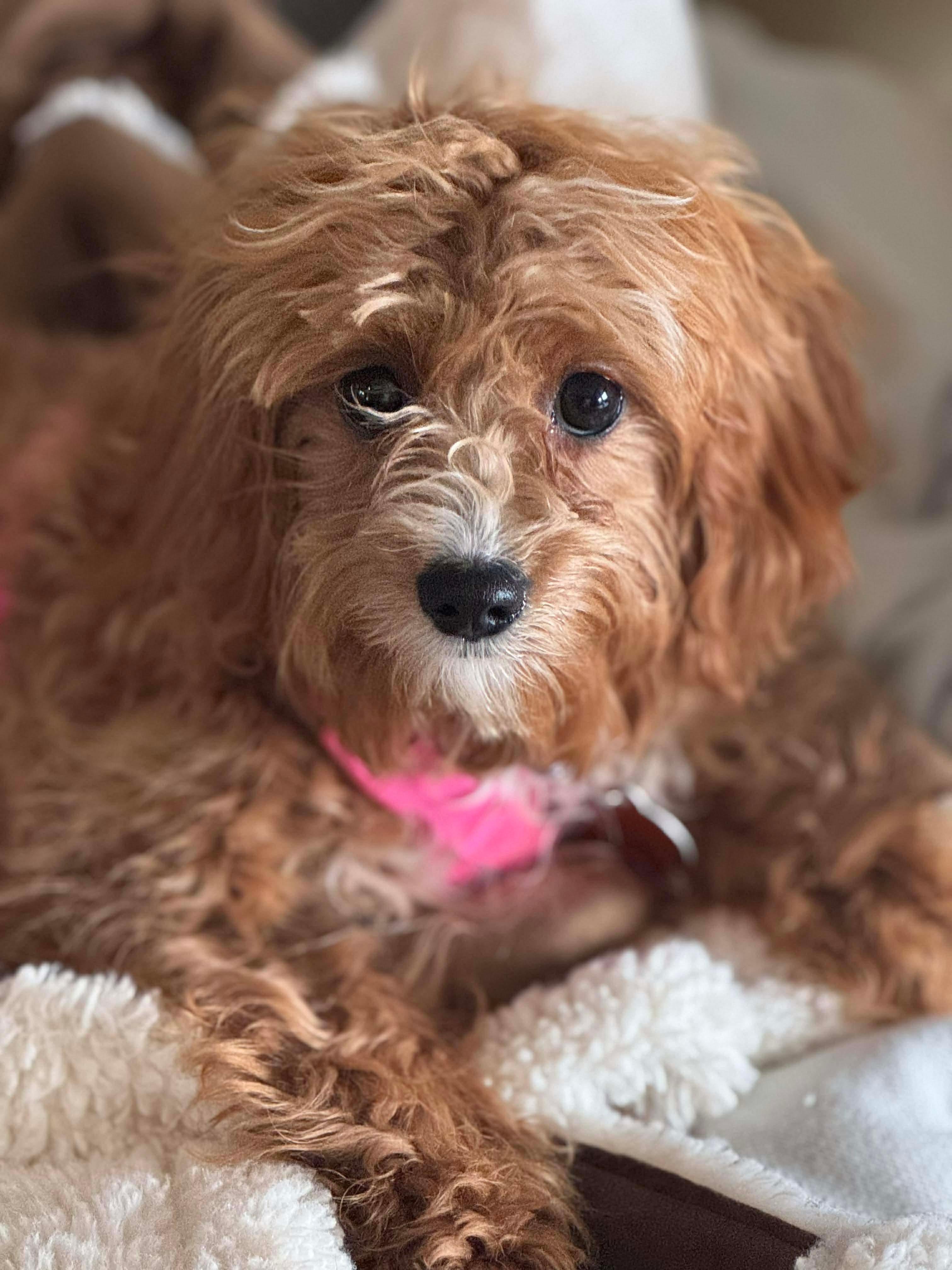 Leena, ADOPTABLE, Puppy Female Cavapoo.