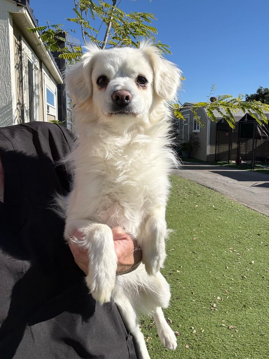 Blaze, adopted, Adult Male Pomeranian & Shih Tzu.
