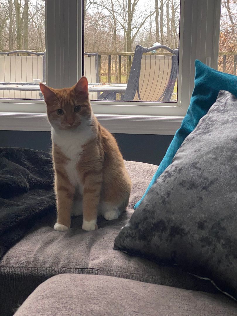 PEKO, a Adopted mixed breed in Tillsonburg, ON image 1/6