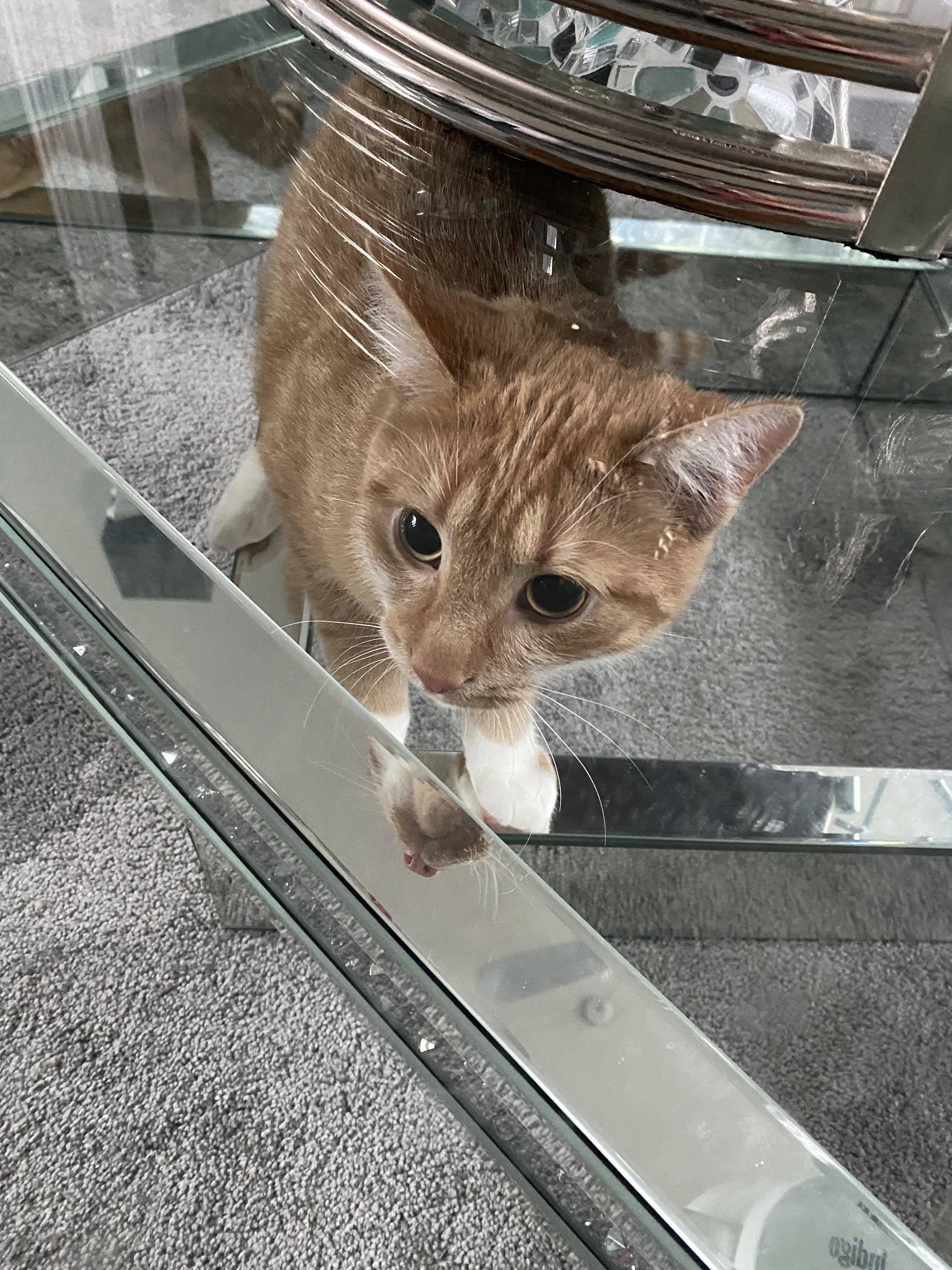 PEKO, a Adopted mixed breed in Tillsonburg, ON image 2/6