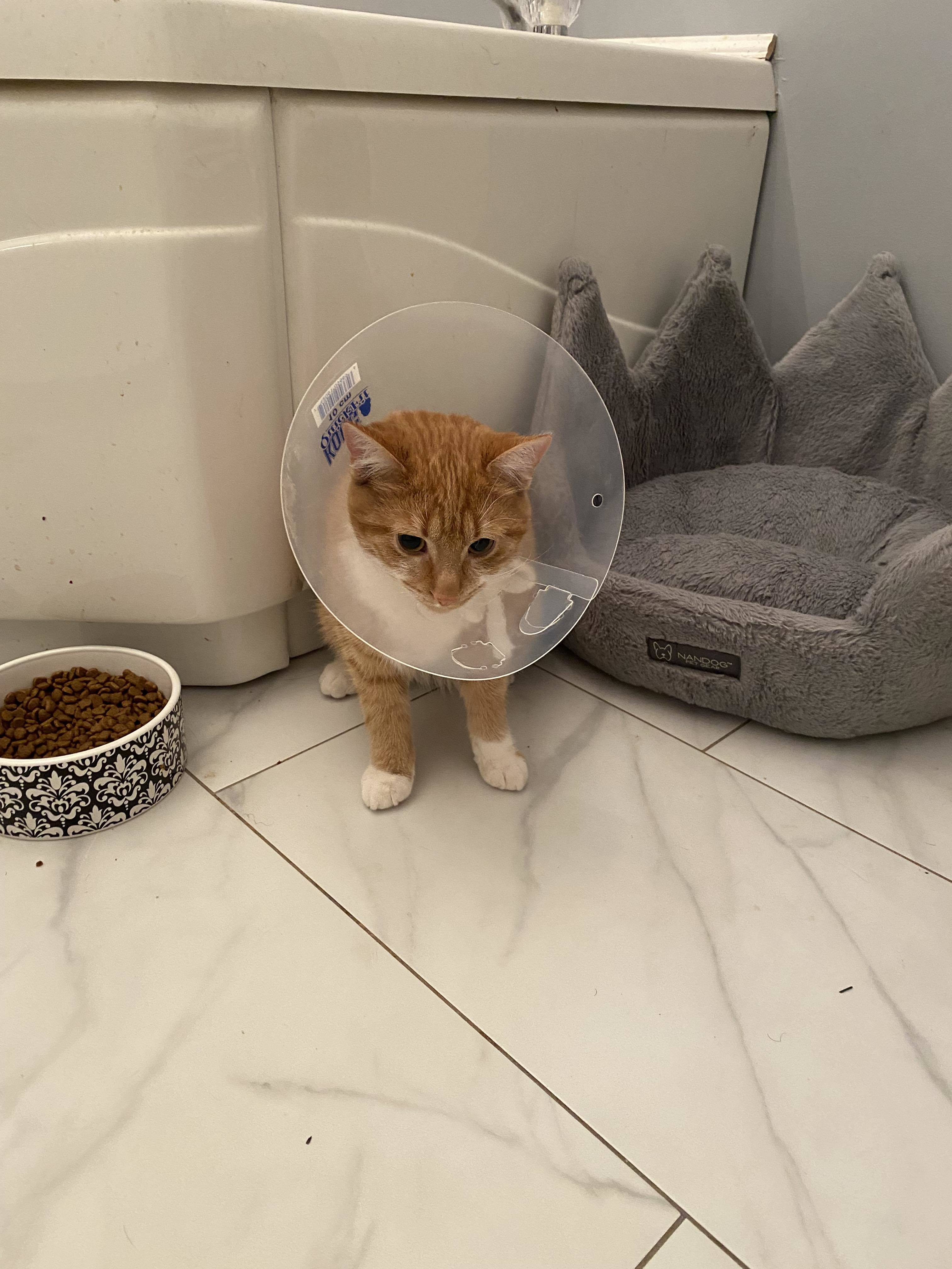 PEKO, a Adopted mixed breed in Tillsonburg, ON image 3/6