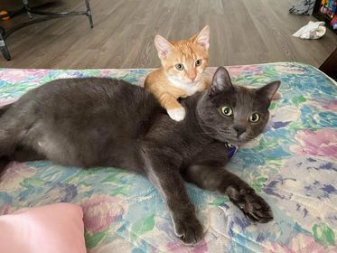 PEKO, a Adopted mixed breed in Tillsonburg, ON image 4/6