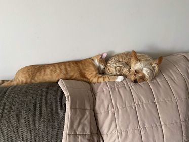 PEKO, a Adopted mixed breed in Tillsonburg, ON image 5/6