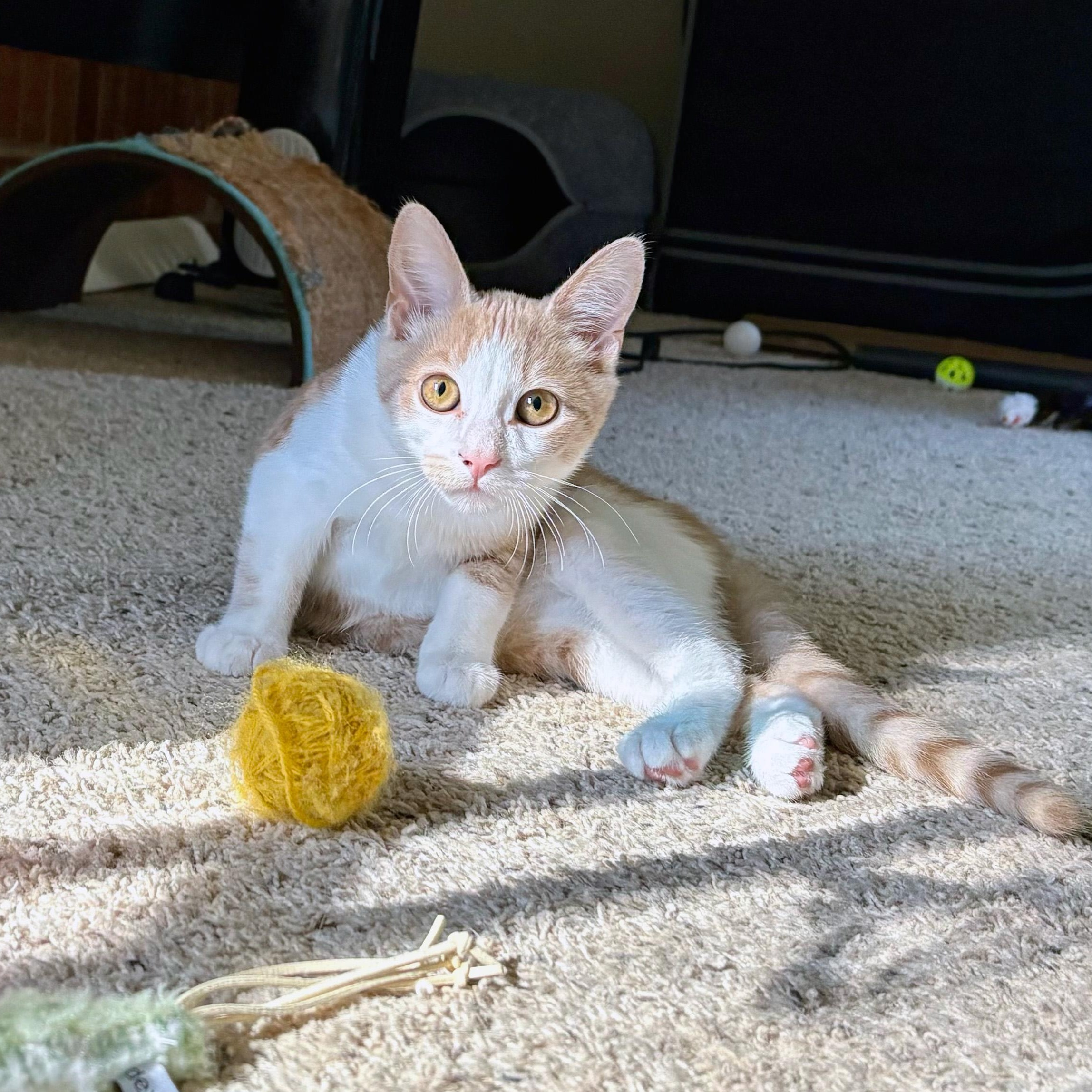 Enlarge Lixo, an adopted Domestic Short Hair in Apex, NC image 3/4