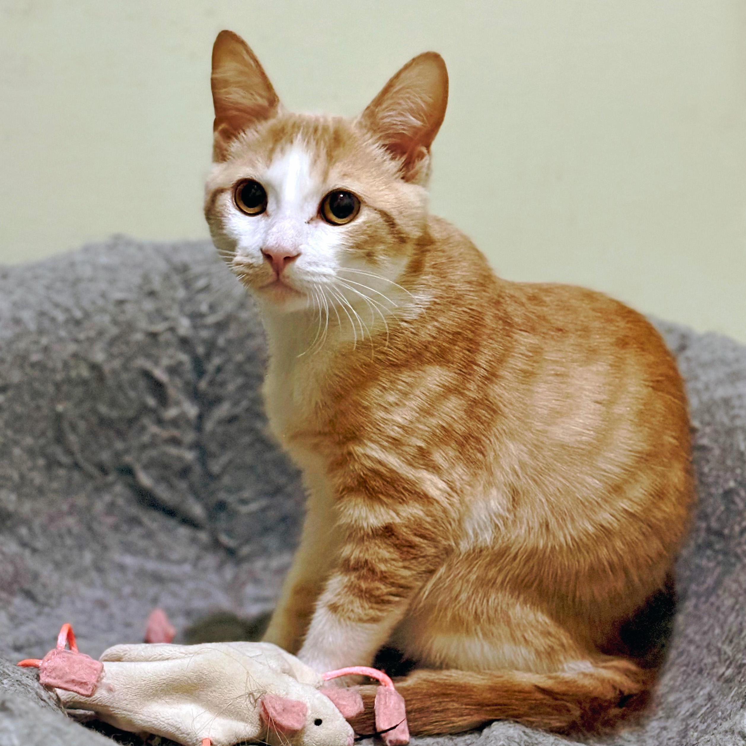 Lixo, ADOPTABLE, Young Male Domestic Short Hair.