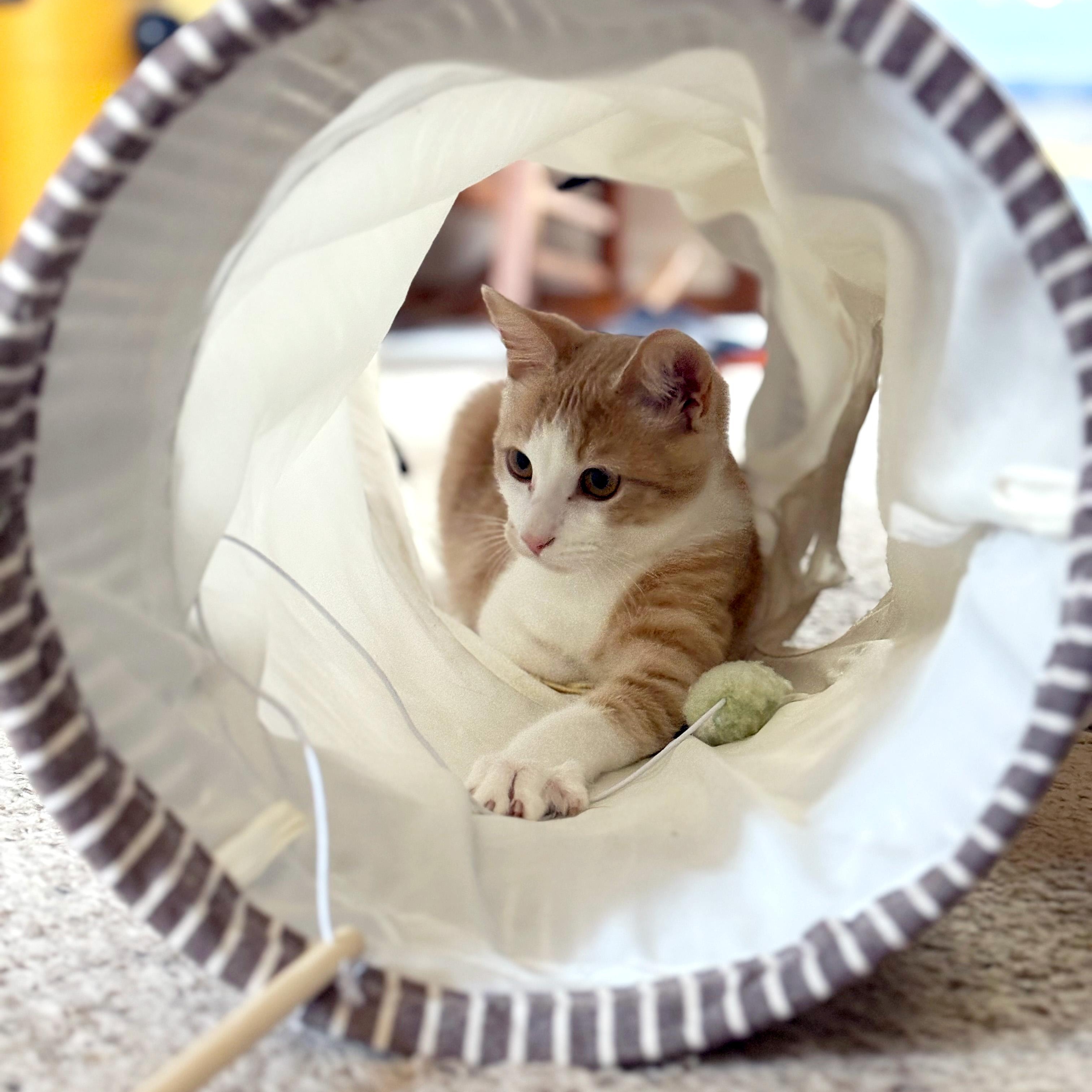 Lixo, ADOPTABLE, Young Male Domestic Short Hair.