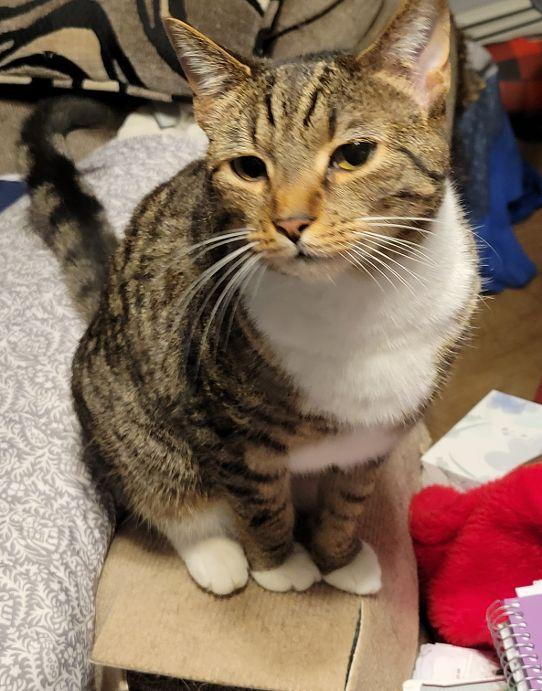 Tostito, ADOPTABLE, Young Female Tabby.