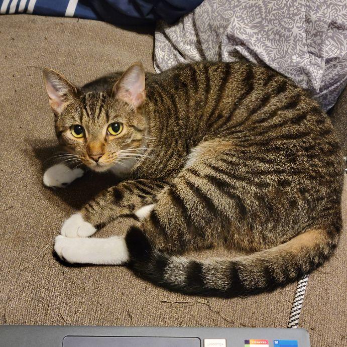 Tostito, a ADOPTABLE Tabby in Bridgewater, NJ image 2/6