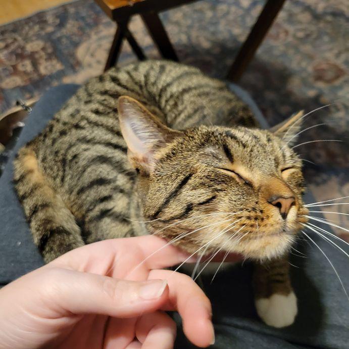 Tostito, a ADOPTABLE Tabby in Bridgewater, NJ image 3/6