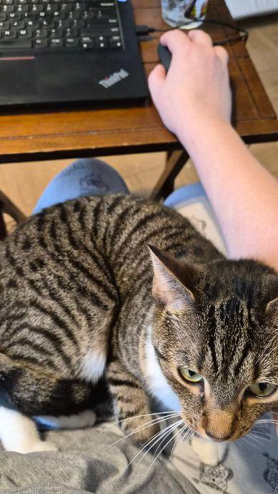 Tostito, a ADOPTABLE Tabby in Bridgewater, NJ image 4/6